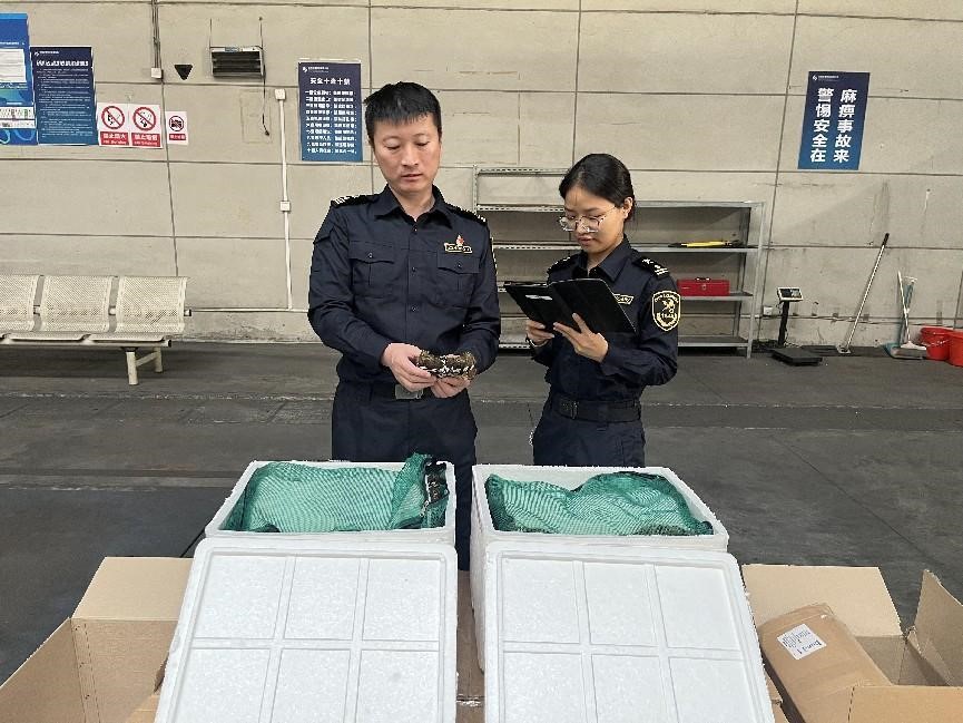 無錫航空貨運(yùn)助力大閘蟹“飛向”全球 單日4噸創(chuàng)今年蟹類“出海”新高
